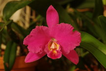 Blc. Liese Pigors x Lc. Drumbeat 'Triumph'