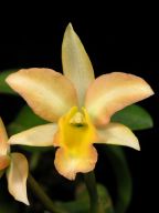 Blc. Gold Bug