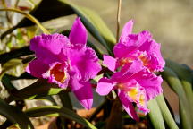 Blc. Liese Pigors x Lc. Drumbeat 'Triumph'