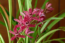 Cymbidium Pipeta 'York'