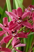 Cymbidium Pipeta 'York'