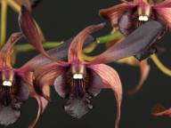 Dendrobium Black Spider