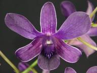 Dendrobium compactum var. gouldii x D. Udom Blue Angel