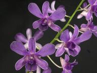 Dendrobium compactum var. gouldii x D. Udom Blue Angel