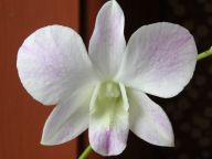 Dendrobium Emma White