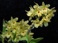 Dendrobium Sunny Gold 'Harp'