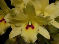 Dendrobium Sunny Gold 'Harp'