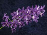 Dendrobium compactum var. gouldii x D. Udom Blue Angel
