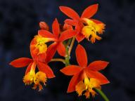 Epidendrum radicans