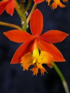 Epidendrum radicans