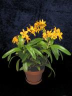 Laeliocattleya Gold Digger 'Buttercup'