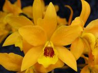 Laeliocattleya Gold Digger 'Buttercup'