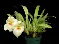 Miltoniopsis (Firewater 'Braveworld' x Paula Jean 'Pink Eyes')