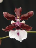 Oncidium Sharry Baby