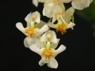 Oncidium Twinkle