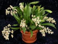 Oncidium Twinkle