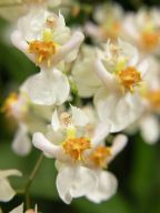 Oncidium Twinkle