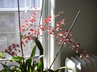 Oncidium Sharry Baby