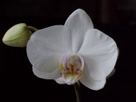 Phalaenopsis (unnamed)