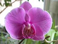 Phalaenopsis #1