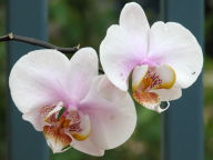 Phalaenopsis Melody