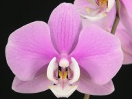 Phalaenopsis #2