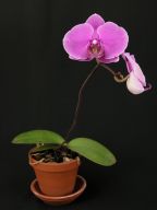 Phalaenopsis #1