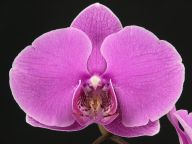 Phalaenopsis #1