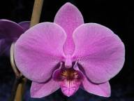 Phalaenopsis #3