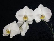 Phal. (Taisuco Snow x Koala Moon) x Phal. Sideline 'June Moon'