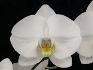 Phal. (Taisuco Snow x Koala Moon) x Phal. Sideline 'June Moon'