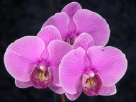 Phalaenopsis #1