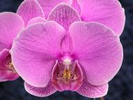 Phalaenopsis #1