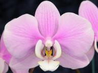 Phalaenopsis #2