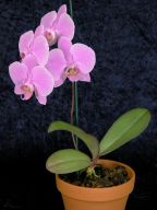 Phalaenopsis #3