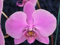 Phalaenopsis #3