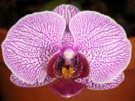 Phalaenopsis #4