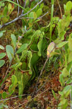 Purple Pitcher Plant