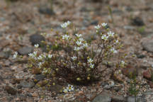 Mountain Sandwort