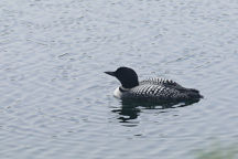 Common Loon