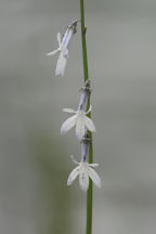 Water Lobelia