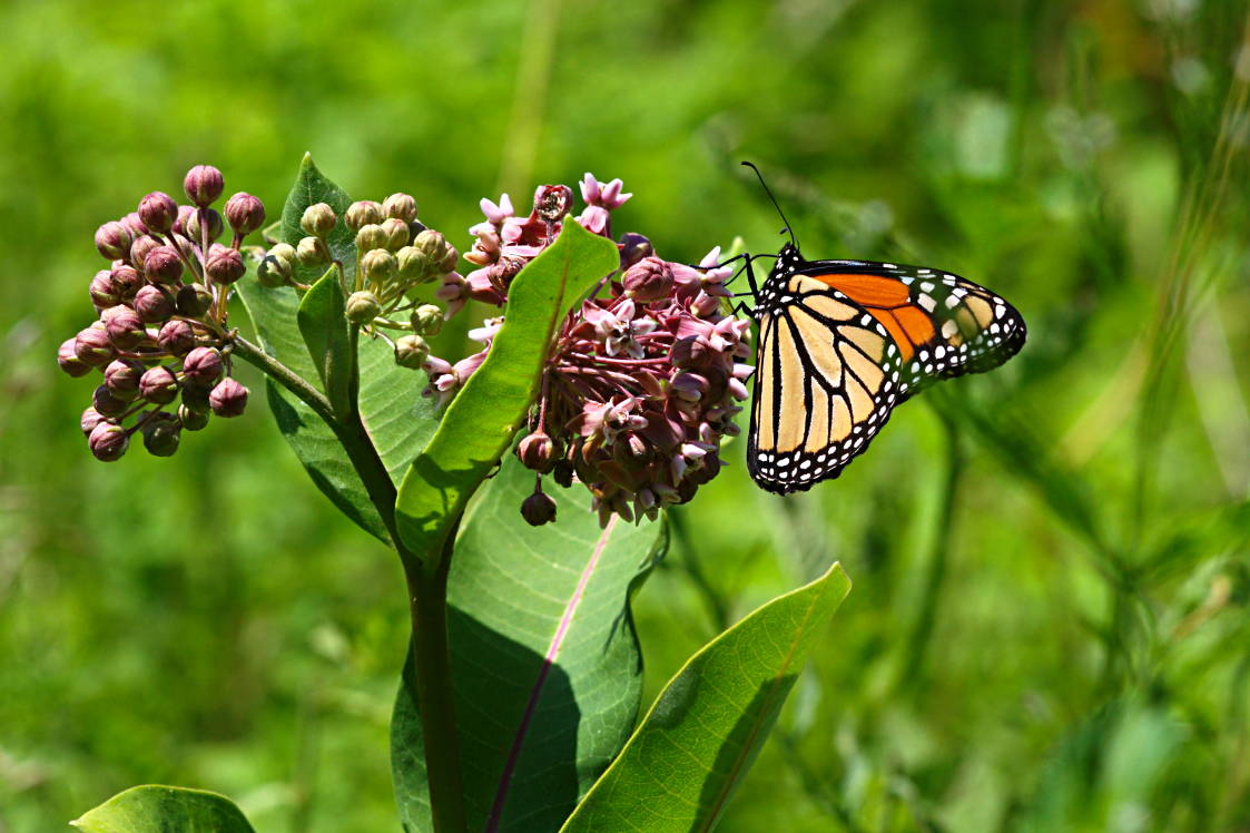 Monarch Butterfly on Common Milkweed