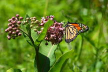 Monarch Butterfly on Common Milkweed