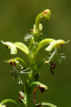 Platanthera lacera