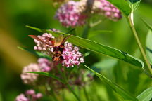 Hummingbird Clearwing Moth on Swamp Milkweed