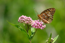 Great Spangled Fritillary Butterfly on Swamp Milkweed