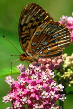 Great Spangled Fritillary Butterfly on Swamp Milkweed