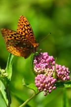 Great Spangled Fritillary Butterfly on Swamp Milkweed