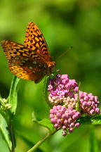 Asclepias incarnata