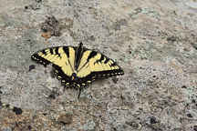 Eastern Tiger Swallowtail